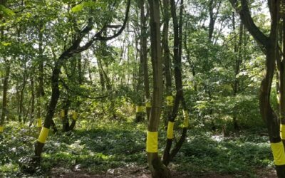 Getting back to nature